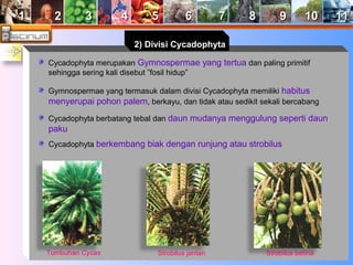 11 22 33 44 55 66 77 88 99 1100 1111 
2) Divisi Cycadophyta 
Cycadophyta merupakan Gymnospermae yang tertua dan paling primitif 
sehingga sering kali disebut ”fosil hidup” 
Gymnospermae yang termasuk dalam divisi Cycadophyta memiliki habitus 
menyerupai pohon palem, berkayu, dan tidak atau sedikit sekali bercabang 
Cycadophyta berbatang tebal dan daun mudanya menggulung seperti daun 
paku 
Cycadophyta berkembang biak dengan runjung atau strobilus 
Tumbuhan Cycas Strobilus jantan Strobilus betina 
 
