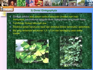 11 22 33 44 55 66 77 88 99 1100 1111 
3) Divisi Ginkgophyta 
Ginkgo biloba atau pohon rambut dara/putri (maiden hair tree) 
merupakan satu-satunya anggota divisi Ginkgophyta yang masih hidup 
Tumbuhan Ginkgo berumah dua 
Strobilus jantan berukuran kecil dan strobilus betina berstruktur sederhana 
Biji yang terbentuk berukuran 1,5 – 2 cm dan berdaging pada waktu 
masak 
Daun Ginkgo 
Buah Ginkgo 
 