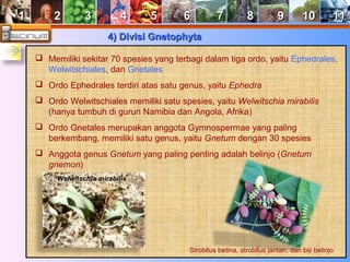 11 22 33 44 55 66 77 88 99 1100 1111 
44)) DDiivviissii GGnneettoopphhyyttaa 
 Memiliki sekitar 70 spesies yang terbagi dalam tiga ordo, yaitu Ephedrales, 
Welwitschiales, dan Gnetales 
 Ordo Ephedrales terdiri atas satu genus, yaitu Ephedra 
 Ordo Welwitschiales memiliki satu spesies, yaitu Welwitschia mirabilis 
(hanya tumbuh di gurun Namibia dan Angola, Afrika) 
 Ordo Gnetales merupakan anggota Gymnospermae yang paling 
berkembang, memiliki satu genus, yaitu Gnetum dengan 30 spesies 
 Anggota genus Gnetum yang paling penting adalah belinjo (Gnetum 
gnemon) 
Strobilus betina, strobilus jantan, dan biji belinjo 
Welwitschia mirabilis 
 
