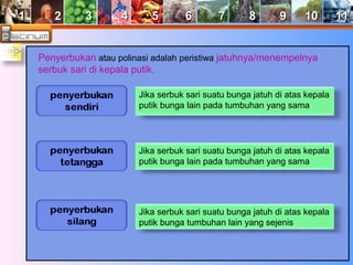 11 22 33 44 55 66 77 88 99 1100 1111 
Penyerbukan atau polinasi adalah peristiwa jatuhnya/menempelnya 
serbuk sari di kepala putik. 
Jika serbuk sari suatu bunga jatuh di atas kepala 
putik bunga lain pada tumbuhan yang sama 
Jika serbuk sari suatu bunga jatuh di atas kepala 
putik bunga lain pada tumbuhan yang sama 
Jika serbuk sari suatu bunga jatuh di atas kepala 
putik bunga tumbuhan lain yang sejenis 
 