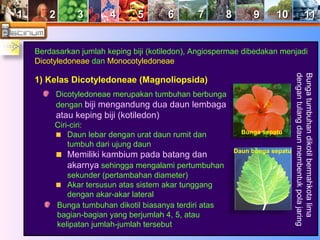 11 22 33 44 55 66 77 88 99 1100 1111 
Berdasarkan jumlah keping biji (kotiledon), Angiospermae dibedakan menjadi 
Dicotyledoneae dan Monocotyledoneae 
1) Kelas Dicotyledoneae (Magnoliopsida) 
Dicotyledoneae merupakan tumbuhan berbunga 
dengan biji mengandung dua daun lembaga 
atau keping biji (kotiledon) 
Ciri-ciri: 
Daun lebar dengan urat daun rumit dan 
tumbuh dari ujung daun 
Memiliki kambium pada batang dan 
akarnya sehingga mengalami pertumbuhan 
sekunder (pertambahan diameter) 
Akar tersusun atas sistem akar tunggang 
dengan akar-akar lateral 
Bunga tumbuhan dikotil biasanya terdiri atas 
bagian-bagian yang berjumlah 4, 5, atau 
kelipatan jumlah-jumlah tersebut 
Bunga sepatu 
Daun bunga sepatu 
dengan tulang daun membentuk pola jaring 
Bunga tumbuhan dikotil bermahkota lima 
 