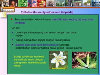 11 22 33 44 55 66 77 88 99 1100 1111 
2) Kelas Monocotyledoneae (Liliopsida) 
Tumbuhan dalam kelas ini hanya memiliki satu keping biji atau daun 
lembaga 
Ciri-ciri: 
Umumnya, daun panjang dan sempit dengan urat daun 
sejajar 
Tulang-tulang daun sejajar dengan panjang daun 
Batang dan akar tidak berkambium sehingga 
pertambahan diameter batang hanya sedikit (kecuali palem) 
Bunga tumbuhan monokotil 
bermahkota enam dengan 
tulang daun membentuk pola 
sejajar 
Bunga bakung 
Daun bambu 
 