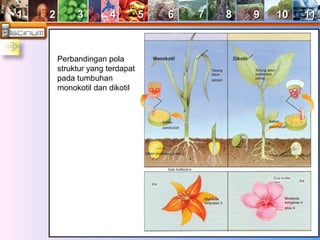 11 22 33 44 55 66 77 88 99 1100 1111 
Perbandingan pola 
struktur yang terdapat 
pada tumbuhan 
monokotil dan dikotil 
