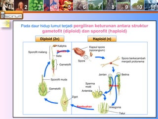 11 22 33 44 55 66 77 88 99 1100 1111 
Pada daur hidup lumut terjadi pergiliran keturunan antara struktur 
gametofit (diploid) dan sporofit (haploid) 
Sporofit matang 
Kaliptra 
Seta 
Gametofit 
Sporofit muda 
Gametofit 
Zigot 
Meiosis 
Kapsul spora 
(sporangium) 
Sperma 
motil 
Pembuahan Arkegonia 
Telur 
Meiosis 
Anteridia 
Jantan Betina 
Spora 
Spora berkecambah 
menjadi protonema 
Diploid (2n) Haploid (n) 
 