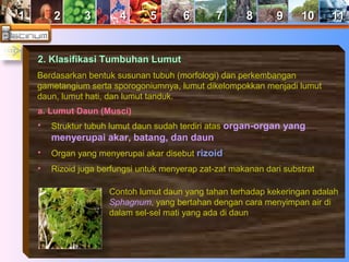 11 22 33 44 55 66 77 88 99 1100 1111 
2. Klasifikasi Tumbuhan Lumut 
Berdasarkan bentuk susunan tubuh (morfologi) dan perkembangan 
gametangium serta sporogoniumnya, lumut dikelompokkan menjadi lumut 
daun, lumut hati, dan lumut tanduk. 
a. Lumut Daun (Musci) 
• Struktur tubuh lumut daun sudah terdiri atas organ-organ yang 
menyerupai akar, batang, dan daun 
• Organ yang menyerupai akar disebut rizoid 
• Rizoid juga berfungsi untuk menyerap zat-zat makanan dari substrat 
Contoh lumut daun yang tahan terhadap kekeringan adalah 
Sphagnum, yang bertahan dengan cara menyimpan air di 
dalam sel-sel mati yang ada di daun 
 