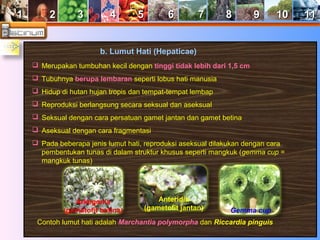 11 22 33 44 55 66 77 88 99 1100 1111 
b. Lumut Hati (Hepaticae) 
 Merupakan tumbuhan kecil dengan tinggi tidak lebih dari 1,5 cm 
 Tubuhnya berupa lembaran seperti lobus hati manusia 
 Hidup di hutan hujan tropis dan tempat-tempat lembap 
 Reproduksi berlangsung secara seksual dan aseksual 
 Seksual dengan cara persatuan gamet jantan dan gamet betina 
 Aseksual dengan cara fragmentasi 
 Pada beberapa jenis lumut hati, reproduksi aseksual dilakukan dengan cara 
pembentukan tunas di dalam struktur khusus seperti mangkuk (gemma cup = 
mangkuk tunas) 
Arkegonia 
(gametofit betina) 
Anteridia 
(gametofit jantan) Gemma cup 
Contoh lumut hati adalah Marchantia polymorpha dan Riccardia pinguis 
 