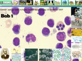 Sumber: www.pereplet.ru/nauka/images/Apoptosis.jpg; 10 Desember 2007

Bab 11
Bab

 