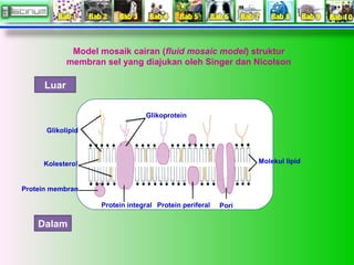Model mosaik cairan (fluid mosaic model) struktur
membran sel yang diajukan oleh Singer dan Nicolson

Luar
Glikoprotein
Gl...