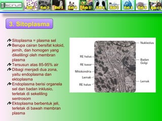 3. Sitoplasma
Sitoplasma = plasma sel
Berupa cairan bersifat koloid,
jernih, dan homogen yang
dikelilingi oleh membran
pla...
