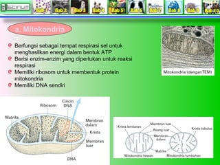 a. Mitokondria
Berfungsi sebagai tempat respirasi sel untuk
menghasilkan energi dalam bentuk ATP
Berisi enzim-enzim yang d...