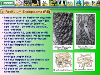 b. Retikulum Endoplasma (RE)
Berupa organel sel berbentuk anyaman
membran seperti jala (Latin, rete = jala)
Berbentuk kant...