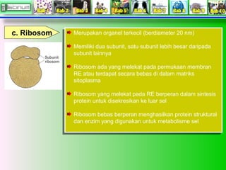 c. Ribosom

Merupakan organel terkecil (berdiameter 20 nm)
Merupakan organel terkecil (berdiameter 20 nm)
Memiliki dua sub...