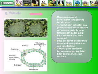  Merupakan organel
bermembran tunggal yang
berisi cairan
 Terbentuk dari pelipatan dan
penonjolan membran sel atau
perbe...