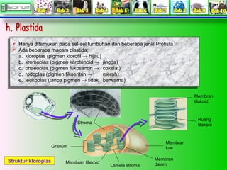  Hanya ditemukan pada sel-sel tumbuhan dan beberapa jenis Protista
 Hanya ditemukan pada sel-sel tumbuhan dan beberapa j...