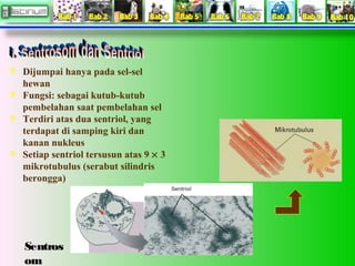  Dijumpai hanya pada sel-sel

hewan
 Fungsi: sebagai kutub-kutub
pembelahan saat pembelahan sel
 Terdiri atas dua sentr...