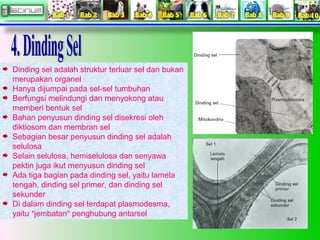 Dinding sel adalah struktur terluar sel dan bukan
merupakan organel
Hanya dijumpai pada sel-sel tumbuhan
Berfungsi melindu...