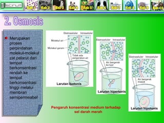 Merupakan
Merupakan
proses
proses
perpindahan
perpindahan
molekul-molekul
molekul-molekul
zat pelarut dari
zat pelarut dar...