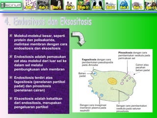 Molekul-molekul besar, seperti
protein dan polisakarida,
melintasi membran dengan cara
endositosis dan eksositosis
Endosit...