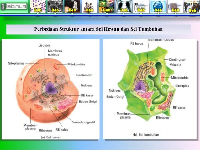 Buku xi bab 1 (Sel)