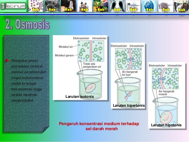 Buku xi bab 1 (Sel)