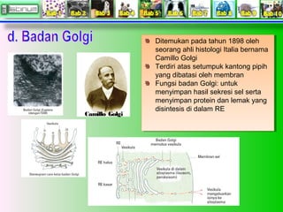 Ditemukan pada tahun 1898 oleh 
seorang ahli histologi Italia bernama 
Camillo Golgi 
Terdiri atas setumpuk kantong pipih 
yang dibatasi oleh membran 
Fungsi badan Golgi: untuk 
menyimpan hasil sekresi sel serta 
menyimpan protein dan lemak yang 
disintesis di dalam RE 
Ditemukan pada tahun 1898 oleh 
seorang ahli histologi Italia bernama 
Camillo Golgi 
Terdiri atas setumpuk kantong pipih 
yang dibatasi oleh membran 
Fungsi badan Golgi: untuk 
menyimpan hasil sekresi sel serta 
menyimpan protein dan lemak yang 
disintesis di dalam RE 
Camillo Golgi 
 