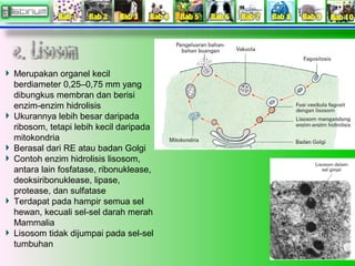 Merupakan organel kecil 
berdiameter 0,25–0,75 mm yang 
dibungkus membran dan berisi 
enzim-enzim hidrolisis 
Ukurannya lebih besar daripada 
ribosom, tetapi lebih kecil daripada 
mitokondria 
Berasal dari RE atau badan Golgi 
Contoh enzim hidrolisis lisosom, 
antara lain fosfatase, ribonuklease, 
deoksiribonuklease, lipase, 
protease, dan sulfatase 
Terdapat pada hampir semua sel 
hewan, kecuali sel-sel darah merah 
Mammalia 
Lisosom tidak dijumpai pada sel-sel 
tumbuhan 
 