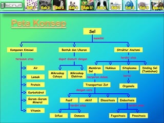 Sel 
memiliki 
Komponen Kimiawi Bentuk dan Ukuran Struktur Anatomi 
Air 
Lemak 
Protein 
Karbohidrat 
Garam-Garam 
Mineral 
Vitamin 
Mikroskop 
Cahaya 
Mikroskop 
Elektron 
Membran 
Sel 
terdiri atas 
Nukleus Sitoplasma Dinding Sel 
(Tumbuhan) 
Transportasi Zat Organela 
dengan cara 
Pasif Aktif Eksositosis Endositosis 
Difusi Osmosis Fagositosis Pinositosis 
tersusun atas 
berperan dalam berisi 
dapat diamati dengan 
terdiri atas terdiri atas 
 