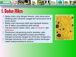 Badan mikro mirip dengan lisosom, yaitu sama-sama 
dikelilingi oleh membran tunggal dan sama-sama berisi 
enzim-enzim 
Badan mikro berukuran lebih kecil daripada lisosom 
dan di dalam sel jumlahnya lebih banyak 
Ada dua macam badan mikro, yaitu peroksisom dan 
glioksisom 
Peroksisom mengandung enzim oksidase, yaitu 
katalase yang mengatalisis proses perombakan 
hidrogen peroksida menjadi air (H2O) dan oksigen(O2) 
Hidrogen peroksida (H2O2) adalah produk sampingan 
reaksi-reaksimetabolisme tertentu 
 