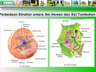Perbedaan Struktur antara Sel Hewan dan Sel Tumbuhan 
 