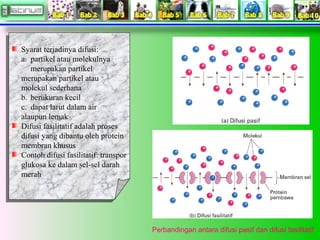 Perbandingan antara difusi pasif dan difusi fasilitatif 
Syarat terjadinya difusi: 
a. partikel atau molekulnya 
merupakan partikel 
merupakan partikel atau 
molekul sederhana 
b. berukuran kecil 
c. dapat larut dalam air 
ataupun lemak 
Difusi fasilitatif adalah proses 
difusi yang dibantu oleh protein 
membran khusus 
Contoh difusi fasilitatif: transpor 
glukosa ke dalam sel-sel darah 
merah 
Syarat terjadinya difusi: 
a. partikel atau molekulnya 
merupakan partikel 
merupakan partikel atau 
molekul sederhana 
b. berukuran kecil 
c. dapat larut dalam air 
ataupun lemak 
Difusi fasilitatif adalah proses 
difusi yang dibantu oleh protein 
membran khusus 
Contoh difusi fasilitatif: transpor 
glukosa ke dalam sel-sel darah 
merah 
 