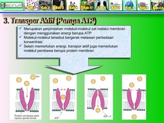  Merupakan perpindahan molekul-molekul zat melalui membran 
 Merupakan perpindahan molekul-molekul zat melalui membran 
dengan menggunakan energi berupa ATP 
dengan menggunakan energi berupa ATP 
 Molekul-molekul tersebut bergerak melawan perbedaan 
 Molekul-molekul tersebut bergerak melawan perbedaan 
konsentrasi 
konsentrasi 
 Selain memerlukan energi, transpor aktif juga memerlukan 
 Selain memerlukan energi, transpor aktif juga memerlukan 
molekul pembawa berupa protein membran 
molekul pembawa berupa protein membran 
 