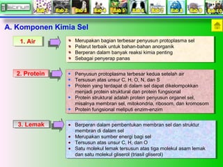 A. Komponen Kimia Sel 
11. .A Airir Merupakan bagian terbesar penyusun protoplasma sel 
22. .P Prrootteeinin 
33. .L Leemmaakk 
Merupakan bagian terbesar penyusun protoplasma sel 
Pelarut terbaik untuk bahan-bahan anorganik 
Berperan dalam banyak reaksi kimia penting 
Sebagai penyerap panas 
Pelarut terbaik untuk bahan-bahan anorganik 
Berperan dalam banyak reaksi kimia penting 
Sebagai penyerap panas 
Penyusun protoplasma terbesar kedua setelah air 
Tersusun atas unsur C, H, O, N, dan S 
Protein yang terdapat di dalam sel dapat dikelompokkan 
menjadi protein struktural dan protein fungsional 
Protein struktural adalah protein penyusun organel sel, 
misalnya membran sel, mitokondria, ribosom, dan kromosom 
Protein fungsional meliputi enzim-enzim 
Penyusun protoplasma terbesar kedua setelah air 
Tersusun atas unsur C, H, O, N, dan S 
Protein yang terdapat di dalam sel dapat dikelompokkan 
menjadi protein struktural dan protein fungsional 
Protein struktural adalah protein penyusun organel sel, 
misalnya membran sel, mitokondria, ribosom, dan kromosom 
Protein fungsional meliputi enzim-enzim 
Berperan dalam pembentukan membran sel dan struktur 
membran di dalam sel 
Merupakan sumber energi bagi sel 
Tersusun atas unsur C, H, dan O 
Satu molekul lemak tersusun atas tiga molekul asam lemak 
dan satu molekul gliserol (triasil gliserol) 
Berperan dalam pembentukan membran sel dan struktur 
membran di dalam sel 
Merupakan sumber energi bagi sel 
Tersusun atas unsur C, H, dan O 
Satu molekul lemak tersusun atas tiga molekul asam lemak 
dan satu molekul gliserol (triasil gliserol) 
 