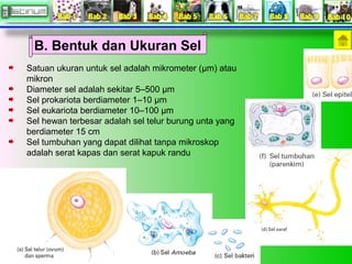B. Bentuk dan Ukuran Sel 
Satuan ukuran untuk sel adalah mikrometer (μm) atau 
mikron 
Diameter sel adalah sekitar 5–500 μm 
Sel prokariota berdiameter 1–10 μm 
Sel eukariota berdiameter 10–100 μm 
Sel hewan terbesar adalah sel telur burung unta yang 
berdiameter 15 cm 
Sel tumbuhan yang dapat dilihat tanpa mikroskop 
adalah serat kapas dan serat kapuk randu 
 