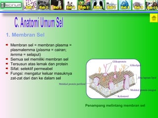 Membran sel = membran plasma = 
plasmalemma (plasma = cairan; 
lemma = selaput) 
Semua sel memiliki membran sel 
Tersusun atas lemak dan protein 
Sifat: selektif permeabel 
Fungsi: mengatur keluar masuknya 
zat-zat dari dan ke dalam sel 
Glikoprotein 
Glikolipid 
Dua lapisan lipid 
Molekul protein integral 
Kolesterol 
Molekul protein periferal 
Penampang melintang membran sel 
1. Membran Sel 
 