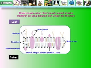 Model mosaik cairan (fluid mosaic model) struktur
membran sel yang diajukan oleh Singer dan Nicolson
Luar
Dalam
Glikoprotein
Glikolipid
Kolesterol Molekul lipid
Protein integral Protein periferal
Protein membran
Pori
 