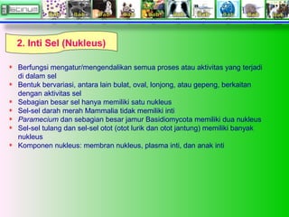 Berfungsi mengatur/mengendalikan semua proses atau aktivitas yang terjadi
di dalam sel
Bentuk bervariasi, antara lain bulat, oval, lonjong, atau gepeng, berkaitan
dengan aktivitas sel
Sebagian besar sel hanya memiliki satu nukleus
Sel-sel darah merah Mammalia tidak memiliki inti
Paramecium dan sebagian besar jamur Basidiomycota memiliki dua nukleus
Sel-sel tulang dan sel-sel otot (otot lurik dan otot jantung) memiliki banyak
nukleus
Komponen nukleus: membran nukleus, plasma inti, dan anak inti
2. Inti Sel (Nukleus)
 