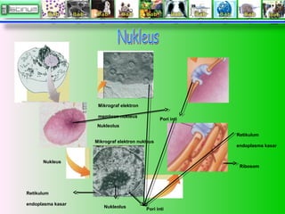 Nukleus
Mikrograf elektron
membran nukleus
Nukleolus
Mikrograf elektron nukleus
Pori inti
Ribosom
Retikulum
endoplasma kasar
Nukleolus
Pori inti
Retikulum
endoplasma kasar
 