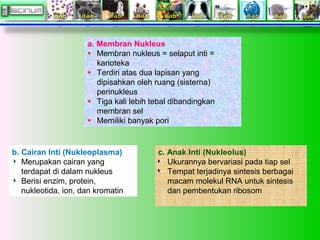 b. Cairan Inti (Nukleoplasma)
Merupakan cairan yang
terdapat di dalam nukleus
Berisi enzim, protein,
nukleotida, ion, dan kromatin
c. Anak Inti (Nukleolus)
Ukurannya bervariasi pada tiap sel
Tempat terjadinya sintesis berbagai
macam molekul RNA untuk sintesis
dan pembentukan ribosom
a. Membran Nukleus
Membran nukleus = selaput inti =
karioteka
Terdiri atas dua lapisan yang
dipisahkan oleh ruang (sisterna)
perinukleus
Tiga kali lebih tebal dibandingkan
membran sel
Memiliki banyak pori
 