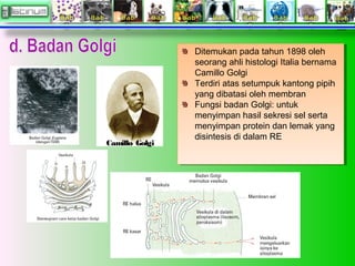 Ditemukan pada tahun 1898 oleh
seorang ahli histologi Italia bernama
Camillo Golgi
Terdiri atas setumpuk kantong pipih
yang dibatasi oleh membran
Fungsi badan Golgi: untuk
menyimpan hasil sekresi sel serta
menyimpan protein dan lemak yang
disintesis di dalam RE
Ditemukan pada tahun 1898 oleh
seorang ahli histologi Italia bernama
Camillo Golgi
Terdiri atas setumpuk kantong pipih
yang dibatasi oleh membran
Fungsi badan Golgi: untuk
menyimpan hasil sekresi sel serta
menyimpan protein dan lemak yang
disintesis di dalam RE
Camillo Golgi
 