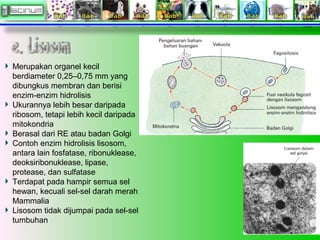 Merupakan organel kecil
berdiameter 0,25–0,75 mm yang
dibungkus membran dan berisi
enzim-enzim hidrolisis
Ukurannya lebih besar daripada
ribosom, tetapi lebih kecil daripada
mitokondria
Berasal dari RE atau badan Golgi
Contoh enzim hidrolisis lisosom,
antara lain fosfatase, ribonuklease,
deoksiribonuklease, lipase,
protease, dan sulfatase
Terdapat pada hampir semua sel
hewan, kecuali sel-sel darah merah
Mammalia
Lisosom tidak dijumpai pada sel-sel
tumbuhan
 