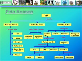 Sel
Komponen Kimiawi Bentuk dan Ukuran Struktur Anatomi
Air
Garam-Garam
Mineral
Vitamin
Protein
Lemak
Karbohidrat
Mikroskop
Cahaya
Mikroskop
Elektron
Membran
Sel
Nukleus Sitoplasma Dinding Sel
(Tumbuhan)
Transportasi Zat Organela
Pasif Aktif Eksositosis Endositosis
Difusi Osmosis Fagositosis Pinositosis
memiliki
tersusun atas
berperan dalam berisi
dapat diamati dengan
terdiri atas terdiri atas
terdiri atas
dengan cara
 