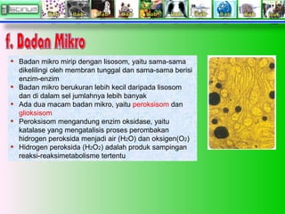 Badan mikro mirip dengan lisosom, yaitu sama-sama
dikelilingi oleh membran tunggal dan sama-sama berisi
enzim-enzim
Badan mikro berukuran lebih kecil daripada lisosom
dan di dalam sel jumlahnya lebih banyak
Ada dua macam badan mikro, yaitu peroksisom dan
glioksisom
Peroksisom mengandung enzim oksidase, yaitu
katalase yang mengatalisis proses perombakan
hidrogen peroksida menjadi air (H2O) dan oksigen(O2)
Hidrogen peroksida (H2O2) adalah produk sampingan
reaksi-reaksimetabolisme tertentu
 
