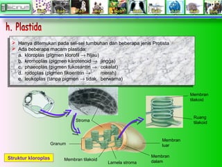  Hanya ditemukan pada sel-sel tumbuhan dan beberapa jenis Protista
 Ada beberapa macam plastida:
a. kloroplas (pigmen klorofil → hijau)
b. kromoplas (pigmen karotenoid → jingga)
c. phaeoplas (pigmen fukosantin → cokelat)
d. rodoplas (pigmen fikoeritrin → merah)
e. leukoplas (tanpa pigmen → tidak berwarna)
 Hanya ditemukan pada sel-sel tumbuhan dan beberapa jenis Protista
 Ada beberapa macam plastida:
a. kloroplas (pigmen klorofil → hijau)
b. kromoplas (pigmen karotenoid → jingga)
c. phaeoplas (pigmen fukosantin → cokelat)
d. rodoplas (pigmen fikoeritrin → merah)
e. leukoplas (tanpa pigmen → tidak berwarna)
Stroma
Granum
Membran tilakoid
Lamela stroma
Membran
dalam
Membran
luar
Ruang
tilakoid
Membran
tilakoid
Struktur kloroplas
 