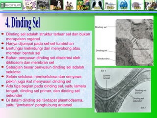 Dinding sel adalah struktur terluar sel dan bukan
merupakan organel
Hanya dijumpai pada sel-sel tumbuhan
Berfungsi melindungi dan menyokong atau
memberi bentuk sel
Bahan penyusun dinding sel disekresi oleh
diktiosom dan membran sel
Sebagian besar penyusun dinding sel adalah
selulosa
Selain selulosa, hemiselulosa dan senyawa
pektin juga ikut menyusun dinding sel
Ada tiga bagian pada dinding sel, yaitu lamela
tengah, dinding sel primer, dan dinding sel
sekunder
Di dalam dinding sel terdapat plasmodesma,
yaitu ”jembatan” penghubung antarsel
 