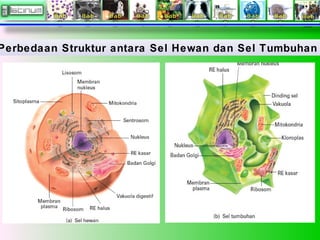 Perbedaan Struktur antara Sel Hewan dan Sel Tumbuhan
 
