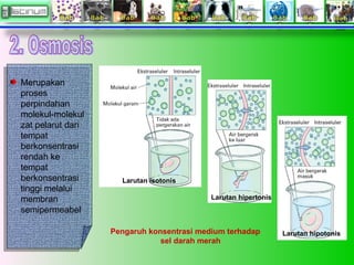 Merupakan
proses
perpindahan
molekul-molekul
zat pelarut dari
tempat
berkonsentrasi
rendah ke
tempat
berkonsentrasi
tinggi melalui
membran
semipermeabel
Merupakan
proses
perpindahan
molekul-molekul
zat pelarut dari
tempat
berkonsentrasi
rendah ke
tempat
berkonsentrasi
tinggi melalui
membran
semipermeabel
Larutan isotonis
Larutan hipertonis
Larutan hipotonisPengaruh konsentrasi medium terhadap
sel darah merah
 