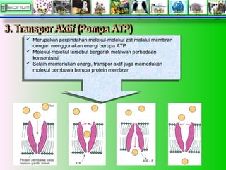  Merupakan perpindahan molekul-molekul zat melalui membran
dengan menggunakan energi berupa ATP
 Molekul-molekul tersebut bergerak melawan perbedaan
konsentrasi
 Selain memerlukan energi, transpor aktif juga memerlukan
molekul pembawa berupa protein membran
 Merupakan perpindahan molekul-molekul zat melalui membran
dengan menggunakan energi berupa ATP
 Molekul-molekul tersebut bergerak melawan perbedaan
konsentrasi
 Selain memerlukan energi, transpor aktif juga memerlukan
molekul pembawa berupa protein membran
 