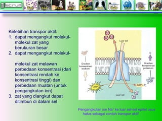 Kelebihan transpor aktif:
1. dapat mengangkut molekul-
molekul zat yang
berukuran besar
2. dapat mengangkut molekul-
molekul zat melawan
perbedaan konsentrasi (dari
konsentrasi rendah ke
konsentrasi tinggi) dan
perbedaan muatan (untuk
pengangkutan ion)
3. zat yang diangkut dapat
ditimbun di dalam sel
Pengangkutan ion Na+
ke luar sel-sel epitel usus
halus sebagai contoh transpor aktif
 