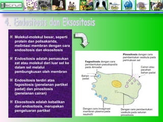 Molekul-molekul besar, seperti
protein dan polisakarida,
melintasi membran dengan cara
endositosis dan eksositosis
Endositosis adalah pemasukan
zat atau molekul dari luar sel ke
dalam sel melalui
pembungkusan oleh membran
Endositosis terdiri atas
fagositosis (penelanan partikel
padat) dan pinositosis
(penelanan cairan)
Eksositosis adalah kebalikan
dari endositosis, merupakan
pengeluaran partikel
 