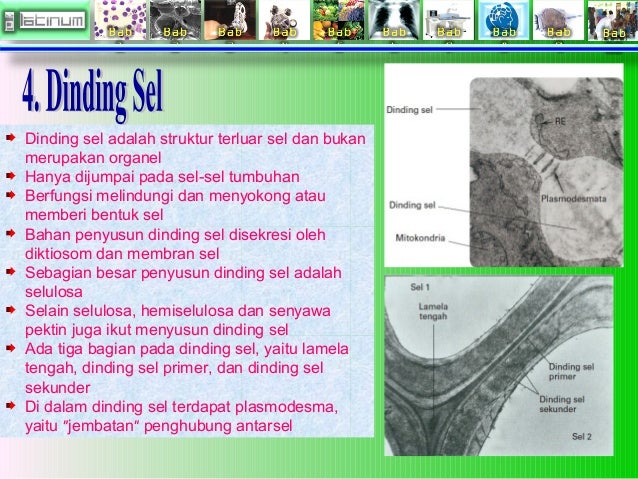 Biologi Sel